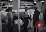 Standbild stabil von Pferden Italien, 1938, aus Sekunde 29 historischem Filmmaterial Videoclip 65675037222