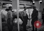 Standbild stabil von Pferden Italien, 1938, aus Sekunde 31 historischem Filmmaterial Videoclip 65675037222