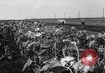 Image des exploitations agricoles Italie, 1938, de la seconde 43 séquences d'archives historiques vidéo 65675037223