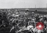 Image des exploitations agricoles Italie, 1938, de la seconde 44 séquences d'archives historiques vidéo 65675037223