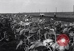 Image des exploitations agricoles Italie, 1938, de la seconde 45 séquences d'archives historiques vidéo 65675037223