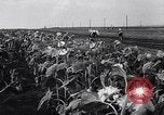 Image des exploitations agricoles Italie, 1938, de la seconde 46 séquences d'archives historiques vidéo 65675037223