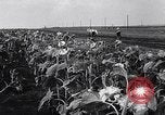 Image des exploitations agricoles Italie, 1938, de la seconde 47 séquences d'archives historiques vidéo 65675037223