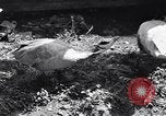 Standbild Vogelschutzgebiet Deutschland, 1938, aus Sekunde 8 historischem Filmmaterial Videoclip 65675037226