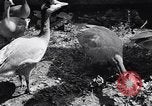 Standbild Vogelschutzgebiet Deutschland, 1938, aus Sekunde 11 historischem Filmmaterial Videoclip 65675037226