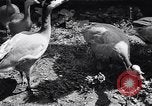 Standbild Vogelschutzgebiet Deutschland, 1938, aus Sekunde 12 historischem Filmmaterial Videoclip 65675037226