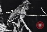 Standbild Vogelschutzgebiet Deutschland, 1938, aus Sekunde 16 historischem Filmmaterial Videoclip 65675037226