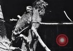 Standbild Vogelschutzgebiet Deutschland, 1938, aus Sekunde 19 historischem Filmmaterial Videoclip 65675037226