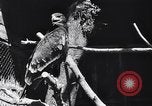 Standbild Vogelschutzgebiet Deutschland, 1938, aus Sekunde 20 historischem Filmmaterial Videoclip 65675037226