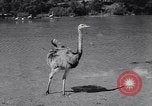 Standbild Vogelschutzgebiet Deutschland, 1938, aus Sekunde 30 historischem Filmmaterial Videoclip 65675037226