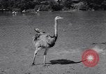 Standbild Vogelschutzgebiet Deutschland, 1938, aus Sekunde 31 historischem Filmmaterial Videoclip 65675037226