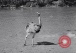 Standbild Vogelschutzgebiet Deutschland, 1938, aus Sekunde 33 historischem Filmmaterial Videoclip 65675037226