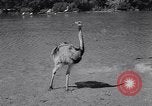Standbild Vogelschutzgebiet Deutschland, 1938, aus Sekunde 34 historischem Filmmaterial Videoclip 65675037226