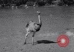 Standbild Vogelschutzgebiet Deutschland, 1938, aus Sekunde 35 historischem Filmmaterial Videoclip 65675037226