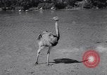 Standbild Vogelschutzgebiet Deutschland, 1938, aus Sekunde 36 historischem Filmmaterial Videoclip 65675037226
