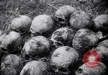 Standbild Atrocity Beweise auf Majdanek Kz Lublin Polen, 1944, aus Sekunde 35 historischem Filmmaterial Videoclip 65675037237