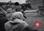 Immagine di Auschwitz campi di concentramento Auschwitz Polonia, 1944, secondo 30 filmato di repertorio 65675037240