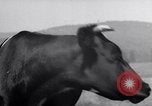 Image hommes achètent le blé Francfort Allemagne, 1946, de la seconde 56 séquences d'archives historiques vidéo 65675037249