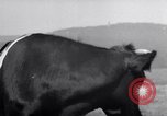 Image hommes achètent le blé Francfort Allemagne, 1946, de la seconde 57 séquences d'archives historiques vidéo 65675037249