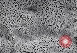 Standbild Test von AZON United States USA, 1944, aus Sekunde 54 historischem Filmmaterial Videoclip 65675037317