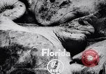 Image of turtles Florida United States USA, 1951, second 3 stock footage video 65675037431