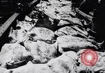 Image of turtles Florida United States USA, 1951, second 9 stock footage video 65675037431