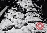 Image of turtles Florida United States USA, 1951, second 10 stock footage video 65675037431