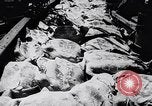 Image of turtles Florida United States USA, 1951, second 11 stock footage video 65675037431