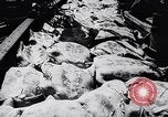 Image of turtles Florida United States USA, 1951, second 12 stock footage video 65675037431