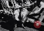 Image of turtles Florida United States USA, 1951, second 13 stock footage video 65675037431