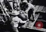 Image of turtles Florida United States USA, 1951, second 14 stock footage video 65675037431
