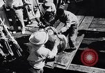 Image of turtles Florida United States USA, 1951, second 15 stock footage video 65675037431