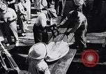 Image of turtles Florida United States USA, 1951, second 17 stock footage video 65675037431