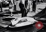 Image of turtles Florida United States USA, 1951, second 20 stock footage video 65675037431