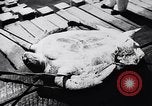 Image of turtles Florida United States USA, 1951, second 22 stock footage video 65675037431