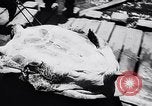 Image of turtles Florida United States USA, 1951, second 24 stock footage video 65675037431