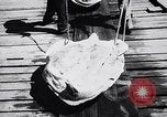 Image of turtles Florida United States USA, 1951, second 25 stock footage video 65675037431