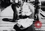 Image of turtles Florida United States USA, 1951, second 26 stock footage video 65675037431
