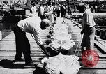 Image of turtles Florida United States USA, 1951, second 28 stock footage video 65675037431