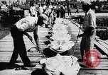 Image of turtles Florida United States USA, 1951, second 29 stock footage video 65675037431