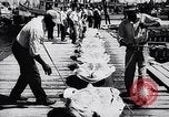 Image of turtles Florida United States USA, 1951, second 30 stock footage video 65675037431