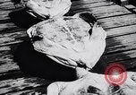 Image of turtles Florida United States USA, 1951, second 31 stock footage video 65675037431