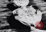 Image of turtles Florida United States USA, 1951, second 32 stock footage video 65675037431