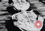 Image of turtles Florida United States USA, 1951, second 33 stock footage video 65675037431