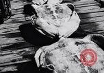 Image of turtles Florida United States USA, 1951, second 34 stock footage video 65675037431