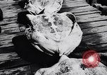 Image of turtles Florida United States USA, 1951, second 35 stock footage video 65675037431
