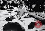 Image of turtles Florida United States USA, 1951, second 36 stock footage video 65675037431