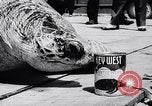 Image of turtles Florida United States USA, 1951, second 40 stock footage video 65675037431
