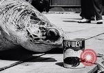 Image of turtles Florida United States USA, 1951, second 41 stock footage video 65675037431