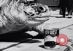 Image of turtles Florida United States USA, 1951, second 42 stock footage video 65675037431
